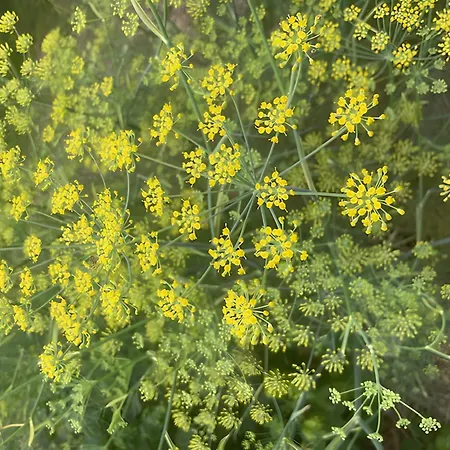 Bed & Breakfast Les Jardins De L'ecume 3*