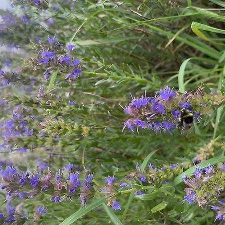 Bed & Breakfast Les Jardins De L'ecume Saint-Laurent-sur-Mer
