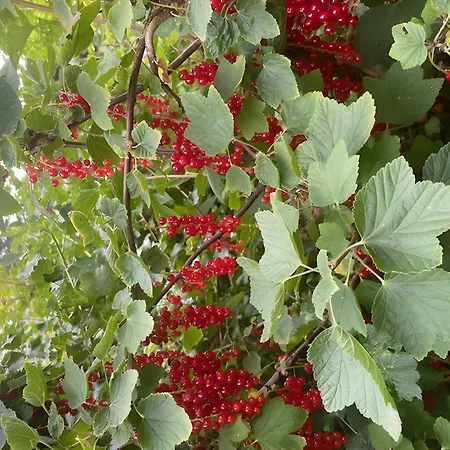 Les Jardins De L'ecume 3* Saint-Laurent-sur-Mer