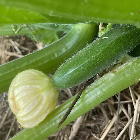 Les Jardins De L'ecume Bed & Breakfast