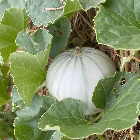 Bed & Breakfast Les Jardins De L'ecume Saint-Laurent-sur-Mer