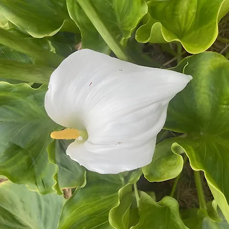 Les Jardins De L'ecume 3* Saint-Laurent-sur-Mer