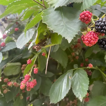 Alojamento de Acomodação e Pequeno-almoço Les Jardins De L'ecume Saint-Laurent-sur-Mer