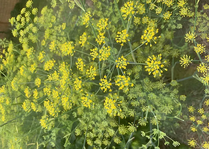 Bed & Breakfast Les Jardins De L'ecume 3*