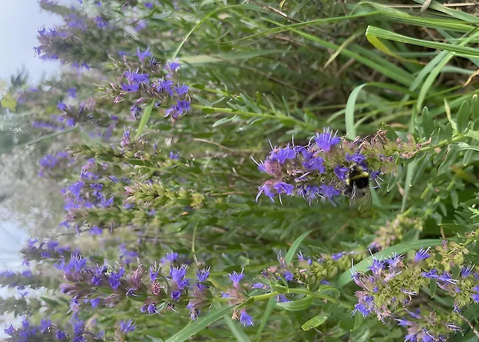 Bed & Breakfast Les Jardins De L'ecume Saint-Laurent-sur-Mer