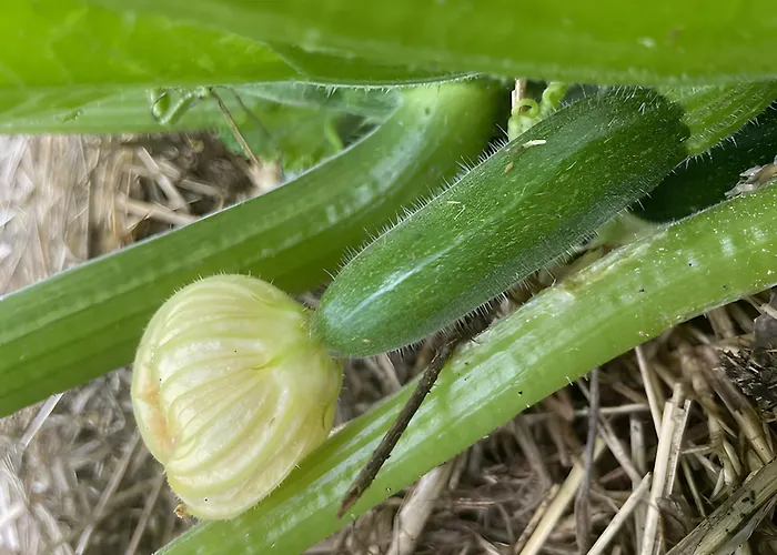 Les Jardins De L'ecume Bed & Breakfast