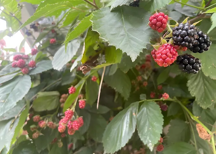 Les Jardins De L'ecume