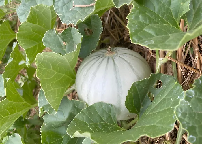 Bed & Breakfast Les Jardins De L'ecume Saint-Laurent-sur-Mer